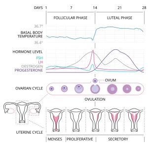 تفاوت IBS و IBD چیست؟ راهنمای دقیق افتراق دو بیماری